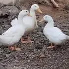 بط بكيني بياض 2 اناثي وذكر للبيع