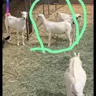 غناق السن جدع الصحه الحمدلله ممتازه
