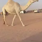 بكره تنيه عليانيه كفو عليها سوم 10شايف وحايف