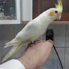 كروان لاتينو عيون حمر