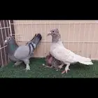 حساوي بفرخه
