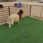 جذع نعيمي اردني ظهر وطرف