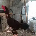 ديك باكستاني
