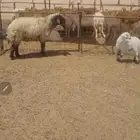 للبيع نعيمي فحل منتج صنف شرط الضراب ولاانتاج وسليم