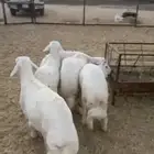 خرفان ورخلين