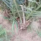 اصنا للبيع