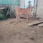 حسيله بلدي نضيفه