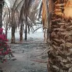 نخل مجاني اللي يبغاه ياخذه كله تقريبا  90 نخلة
