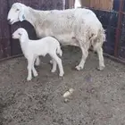 حريه والد حبصيه معها طلي تم البيع تم البيع