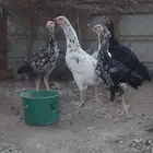 فروخ ياباني