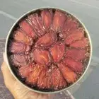 تمر صفري للبيع كيلو ونص
