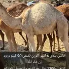 قعود لباني