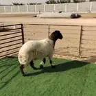 جذعه نعيميه دبسا مقنوي فاخره