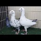 هومر تايقر وآشرد