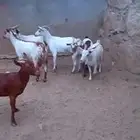 ماعز جنوبي دفيع مبينه