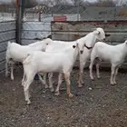 مشاريع فحول بيشيات برص فواخر