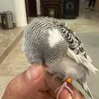 الشرقيه الاحساء الطرف