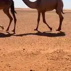 قعود