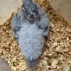 فرخ كنيور تركوان يلو سايد