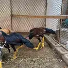 دجاج سندي