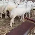 بهم تربيه حري العدد 55راس