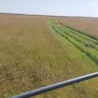 حصادة بذور الرودس