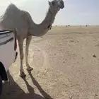 بكره حقه صاهوديه للبيغ