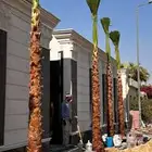 نخل واشنطني زينه رقم واحد من متر الا سبعه متر