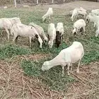 ضان قرايب منهم 8 مواليد للبيع للتواصل