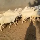 ضان حريه دفيع