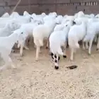 بهم تربيه حري العدد 53راس