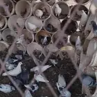 حمام زاجل وفرنسي وهندي
