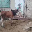 ثور بلدي
