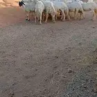غنم حرية مقاني غنم سرحه ماتعلف العدد 23 العمر من ثنه الي تام