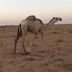 للبيع قعود حق ساعه طيب للتواصل على واتس اب