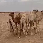 قعدان وبكره