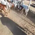 لللبيع 20معزا حص دهم وبقش وبيض معزا مراح واحد