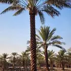 يوجد نخل عربي جميع المقاسات
