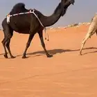 عشراء مبيوعه بنتها بقيمه طيبه سنها سديس ثنو ذمه