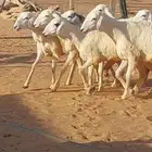 للبيع 10 رخال طيبه ونظيفة بالجله