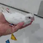 فرخ كروان البينو عيون جمر