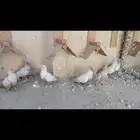 نسيم الليل اورنجات