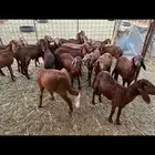 طليان سواكن انتاج محلي شمال جده