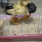 بطتين هديه بسبب السفر