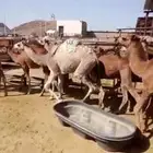 حشو لباني فاخر للبيع