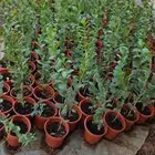 شتلات سدر بلدي