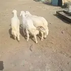 4 خرفان نظاف وسمان