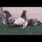 نسيم الليل بفروخه