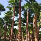 نخل واشنطني لببيع