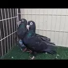 مراسيل بفرخه ..اوبل (تم البيع)